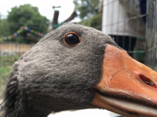 Summer Education Grants: Community Festival